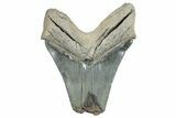Partial Megalodon Tooth - Serrated Blade #289309-1